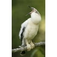 thumbnail image 2 of Morris, Arthur 12x18 Gold Ornate Wood Framed with Double Matting Museum Art Print Titled - FL, Abandoned anhinga chick on branch yawning, 2 of 4