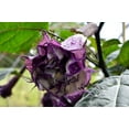 thumbnail image 2 of Black Currant Angels Trumpet Live Tropical Plant- Large Purple/White Flowers Starter 4 in. pot--Do not order in extreme temps, 2 of 3