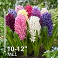 thumbnail image 2 of Garden State Bulb Giant Mixed Hyacinth Flower Bulbs, 15/16cm, Fragrant (Bag of 50), 2 of 8