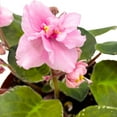 thumbnail image 4 of Harmony Foliage Mindi Brooke African Violet Saintpaulia 4 inch, 4 of 8