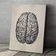 thumbnail image 5 of Estructura del cerebro Pintura Educativa Galería de interiores Escuela Enseñanza Imagen Poster ornamental desmontable colorido con marco Scienceny HA010721-00, 5 of 7