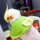 thumbnail image 5 of Adjustable Bird Parrot Tapered Collar, Bird Anti-Bite Collar Recovery Collar, Help Wound Healing(M, Yellow), 5 of 5