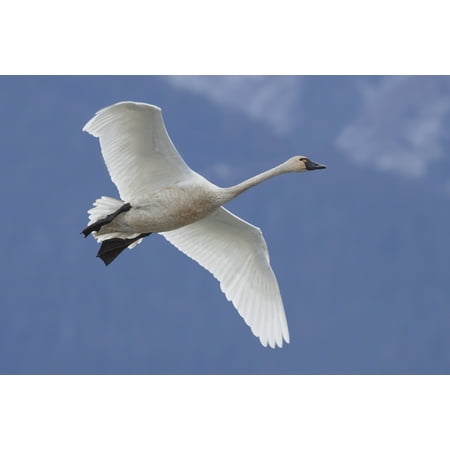 Blue Swan - A Tundra Swan Flys Through The Blue Sky Near Portage Southcentral Alaska Autumn Canvas Art - Doug Lindstrand Design Pics (19 x 12)