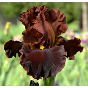 Blue Buddha Farm: Valentino Bearded Iris - Easy to Grow Outdoor Perennial Plant