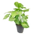 thumbnail image 2 of Syngonium Berry Allusion (4"+ Plastic Pot) - Air-purifying and Low Light Houseplant for Home and Office Decoration, 2 of 4