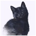 thumbnail image 2 of Cuadros Decorativos 5D DIY Diamond Painting Kits Full Square Drill Black Cat Mosaic Picture Decor Wdftyju embutido en tela, 2 of 8