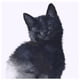 thumbnail image 2 of Cuadros Decorativos 5D DIY Diamond Painting Kits Full Square Drill Black Cat Mosaic Picture Decor Tmvgtek embutido en tela, 2 of 8