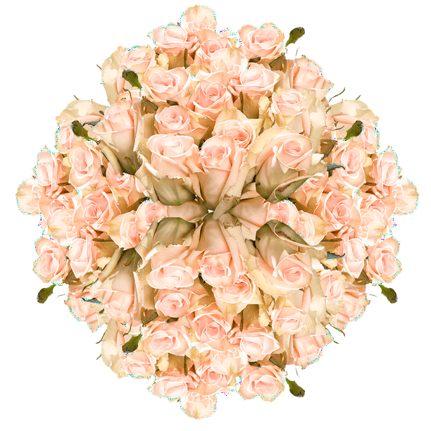 Globalrose 100 Fresh Cut Soft Pink Roses Large Bloom Fresh Cut Soft Pink Roses