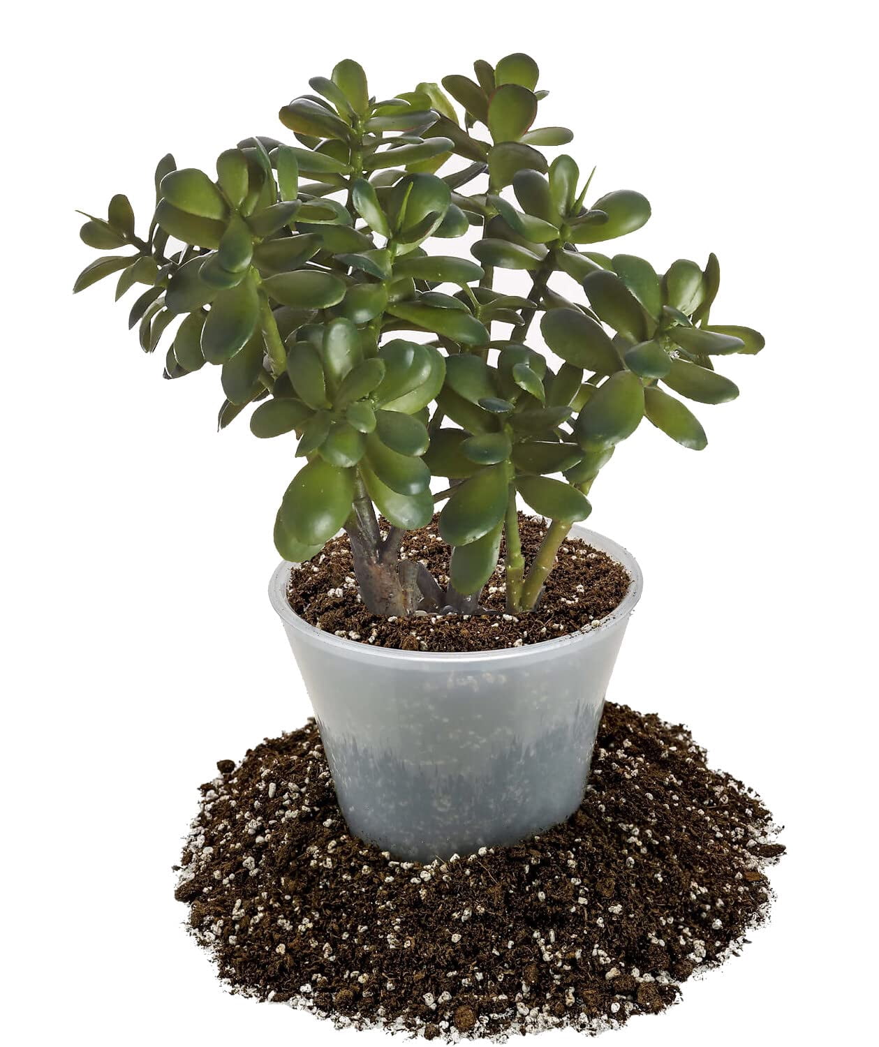 ⭐ Gardenera Labs Premium Potting Soil Mix for Jade Plants - 20 QUART - A Perfect Combination of Organic Ingredients for Strong and Healthy Growth (4 Bags of 5 Quart)
