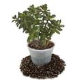 thumbnail image 2 of Gardenera Labs Premium Jade Plant Potting Soil Mix - (5 Quart Bag), 2 of 5