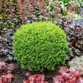 thumbnail image 5 of Brighter Blooms - Green Velvet Boxwood Shrub, 1 gal - No Shipping to AK, AZ, HI, OR, PA, TN, 5 of 6