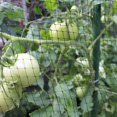 thumbnail image 4 of Red de protección antipájaros de alta resistencia, malla de red para pájaros, red de plástico para pájaros, cerca para ciervos 2*6m, 4 of 5
