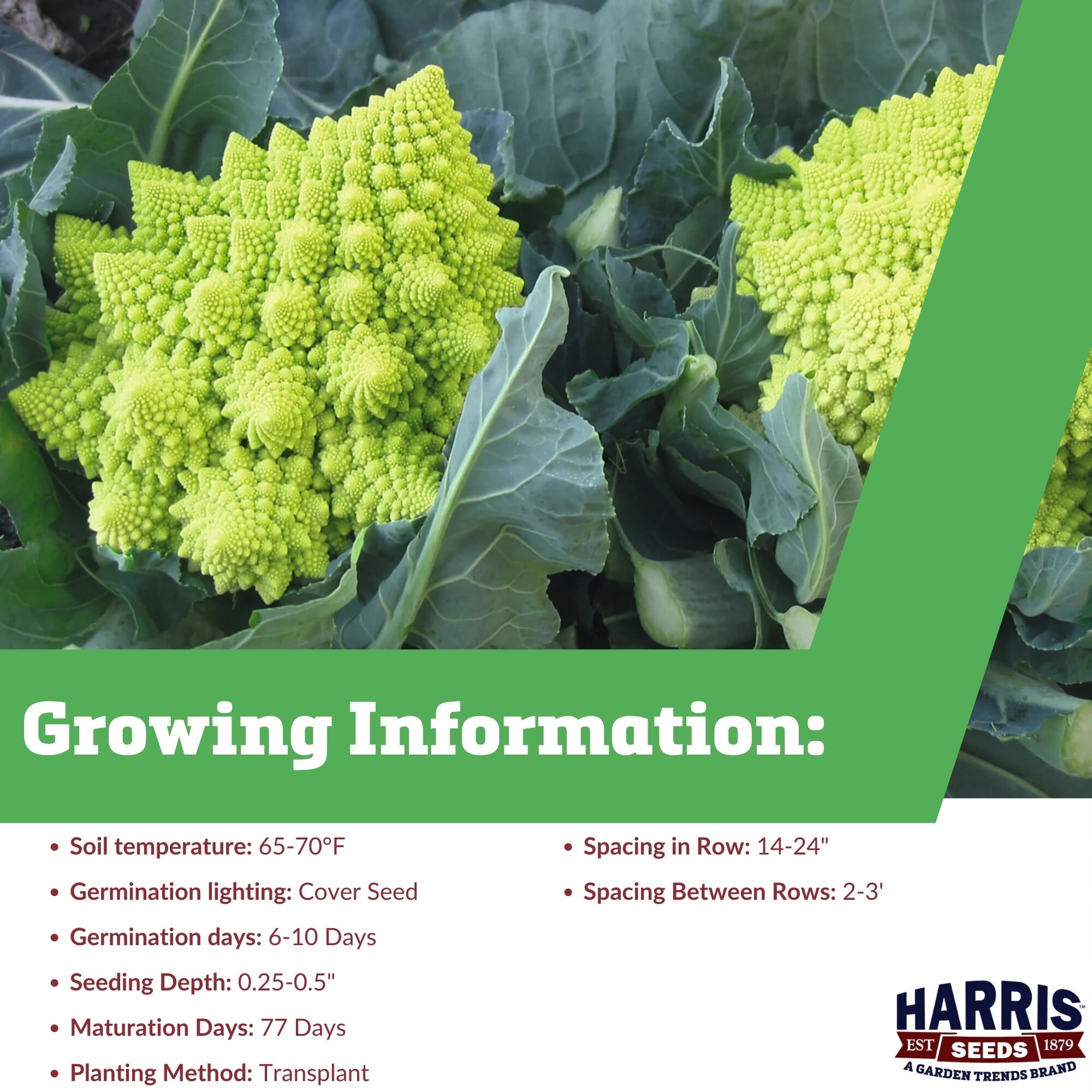 Harris Seeds Cauliflower Veronica F1 Seed - Thumbnail 5