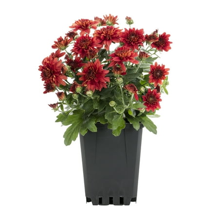 Expert Gardener 1.25QT Red Mum Live Plant in Grower Pot