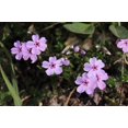 thumbnail image 4 of Purple Verbena Moss Seeds/ Perennial/ Full Sun/  120K Seeds 1/4 LB/ Zellajake Farm and Garden - B50, 4 of 4