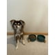 thumbnail image 5 of SPUNKYJUNKY Cuenco de cerámica para perros y gatos con soporte de madera, juego de agua y comida ponderada con esmalte mate antideslizante para gatos y perros pequeños, 13,5 onzas, verde, 5 of 5