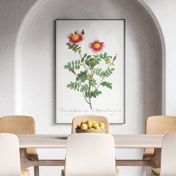 Variegated Flowering Variety of Burnet Rose - 1817–1824 | Pierre-Joseph Redouté | Premium Fine Art Print | 18th Century Belgian | Flower Painting, Botanical illustration | Botanical | Plant Art