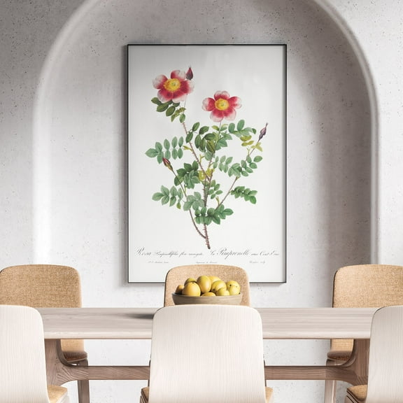 Variegated Flowering Variety of Burnet Rose - 1817–1824 | Pierre-Joseph Redouté | Premium Fine Art Print | 18th Century Belgian | Flower Painting, Botanical illustration | Botanical | Plant Art