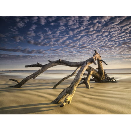 Looking Like a Sea Serpent, a Piece of Driftwood on the Beach at Dawn in Jekyll Island, Georgia Print Wall Art By Frances