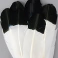 thumbnail image 2 of Zucker Feather Products Imitation Eagle Turkey Quills - Right Wing - 100pcs - 10-12" - Black, 2 of 2