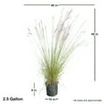 thumbnail image 5 of Expert Gardener Pink Muhly Grass (2.5 Gallon) Tall Ornamental Perennial with Airy Plume Heads - Full Sun Live Outdoor Plant, 5 of 6