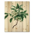 thumbnail image 3 of Designart 'Ancient Green Leaves Plants IV' Traditional Print on Natural Pine Wood, 3 of 5