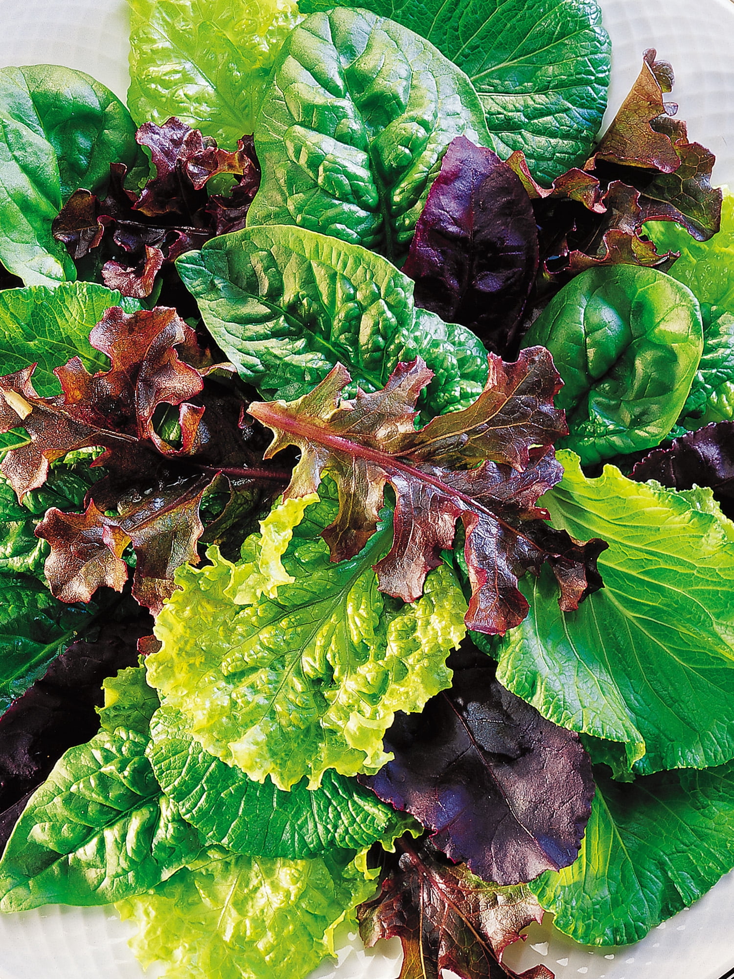 Burpee Sweet Salad Mix Mesclun