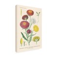 thumbnail image 2 of Wild Apple Portfolio 'Antique Botanical XL Light' Canvas Art, 2 of 3