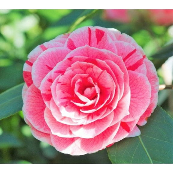 ( 1 ) - Dad's Pink Camellia Japonica - Starter Plant ( 4L ) ( 1 live plant )