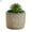 Style#1, variant on Visland 10 cm Artificial Mini Succulent in Cement Pot