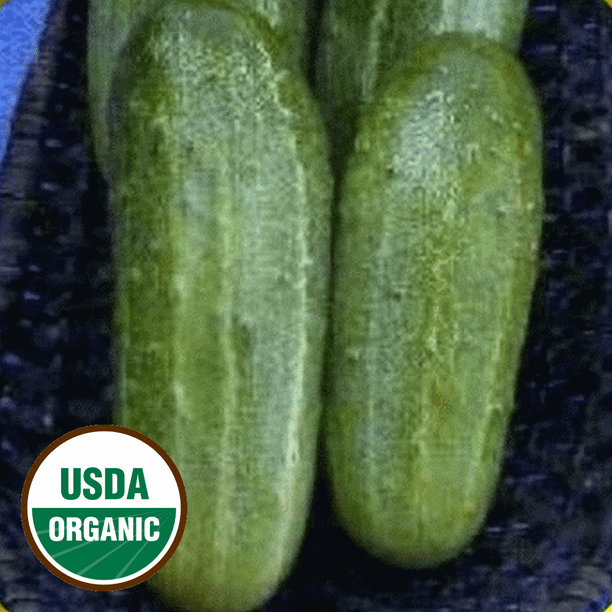 Everwilde Farms 1 Lb Organic Wisconsin Cucumber Seeds Gold Vault