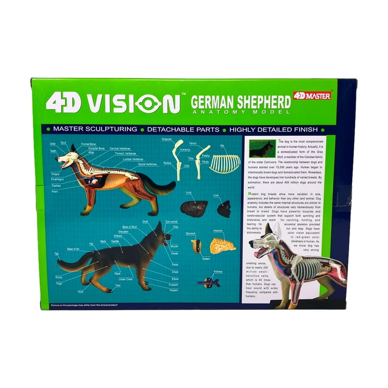 4D Master 4D Vision German Shepherd Anatomy Model - Walmart.com