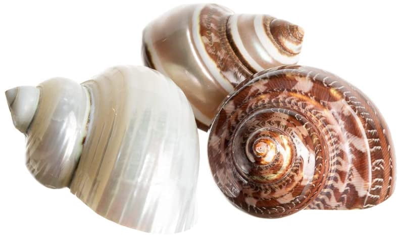 Nautical Crush Trading Hermit Crab Shells, 3 Turbo Shell 2'-2.5', Brown, Brown Banded, White Pearlized Polished, Hermit Crab House For Decor