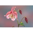 thumbnail image 2 of Jaynes Gallery 32x23 White Modern Wood Framed Museum Art Print Titled - Washington State-Seabeck Columbine blossom close-up, 2 of 4