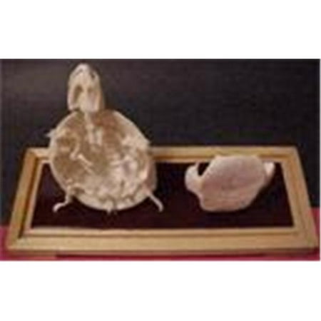 - C & A Scientific 51005 Turtle Skeleton