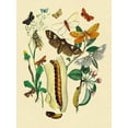thumbnail image 2 of Kirby, W. F. 15x18 White Modern Wood Framed Museum Art Print Titled - Moths: C. Ligniperda, Z. Aesculi, et al., 2 of 4