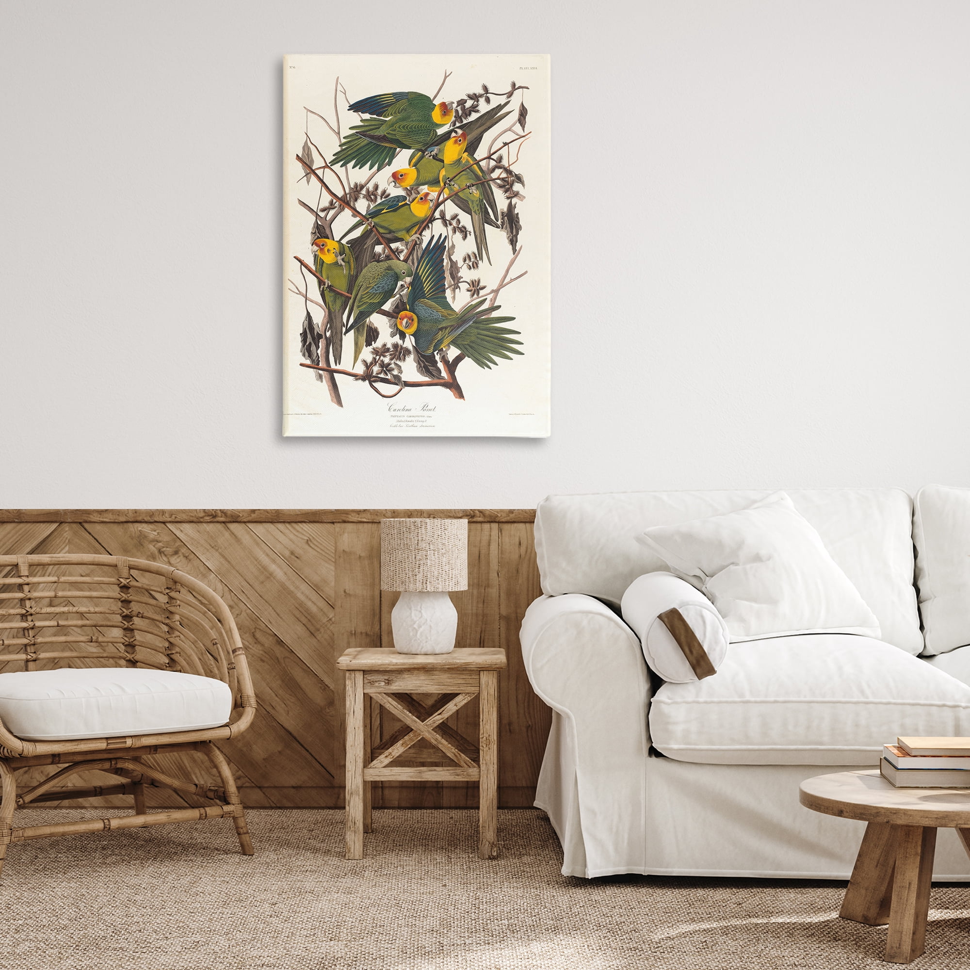 Stupell Industries Classic Carolina Parrot Study Animals Painting Wrapped Canvas Art Print Wall Art, 24 x 36