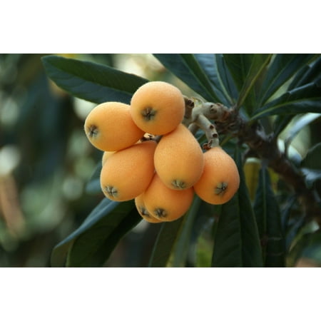 Chinese Vintage Poster LAMINATED POSTER Loquat Chinese Plum Big Rosaceae Flowering Plants Poster Print 24 x 36 ()