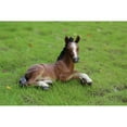thumbnail image 1 of Hi-Line Gift Ltd Statue de Poulain Cheval Couché, 1 of 5