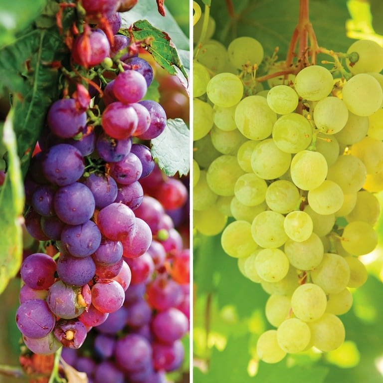 Van Zyverden Grape Collection Seedless (Set of 2 Dormant Van Zyverden Grape Collection Seedless (Set of 2 Dormant