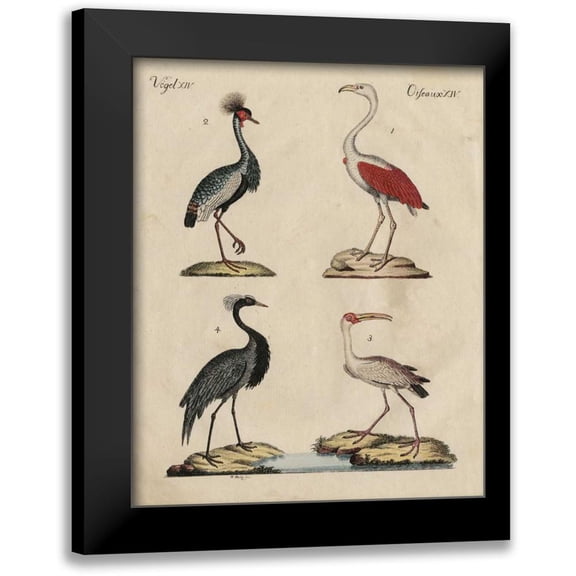 Strack, Friedrich 12x14 Black Modern Framed Museum Art Print Titled - Heron Classification II