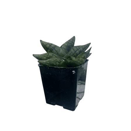 Rare Starfish Snake Plant - Sanseveria boncellensis - 2" Pot - Easy Succulent
