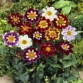 thumbnail image 3 of Outsidepride Dahlia Dandy Flower Seed Plant Mix - 1000 Seeds, 3 of 6