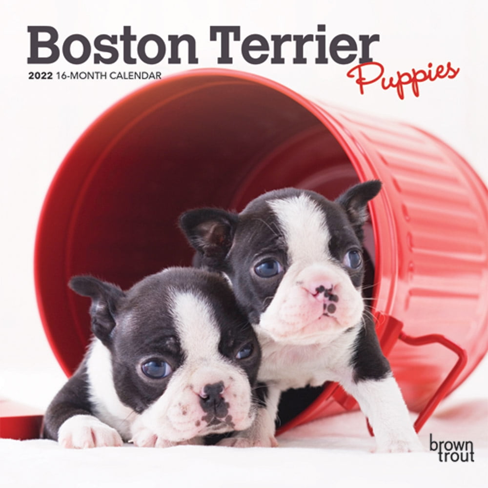 Boston Terrier Calendar 2023 Boston Terrier Puppies 2022 7 x 7 Inch Monthly Mini Wall Calendar, Animals Dog Breeds Puppy