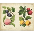 thumbnail image 2 of Unknown 32x26 Black Ornate Wood Framed with Double Matting Museum Art Print Titled - Kitchen Fruits I, 2 of 4