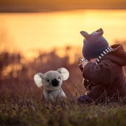 The Petting Zoo Koala Stuffed Animal, Gifts for Kids, Wild Onez Zoo Animals, Koala Plush Toy