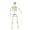Size:L, variant on Life Size Posable Halloweens Skeleton Sturdy Plastic Indoor Outdoors Eerie Decoration For Haunting House Graveyard Party