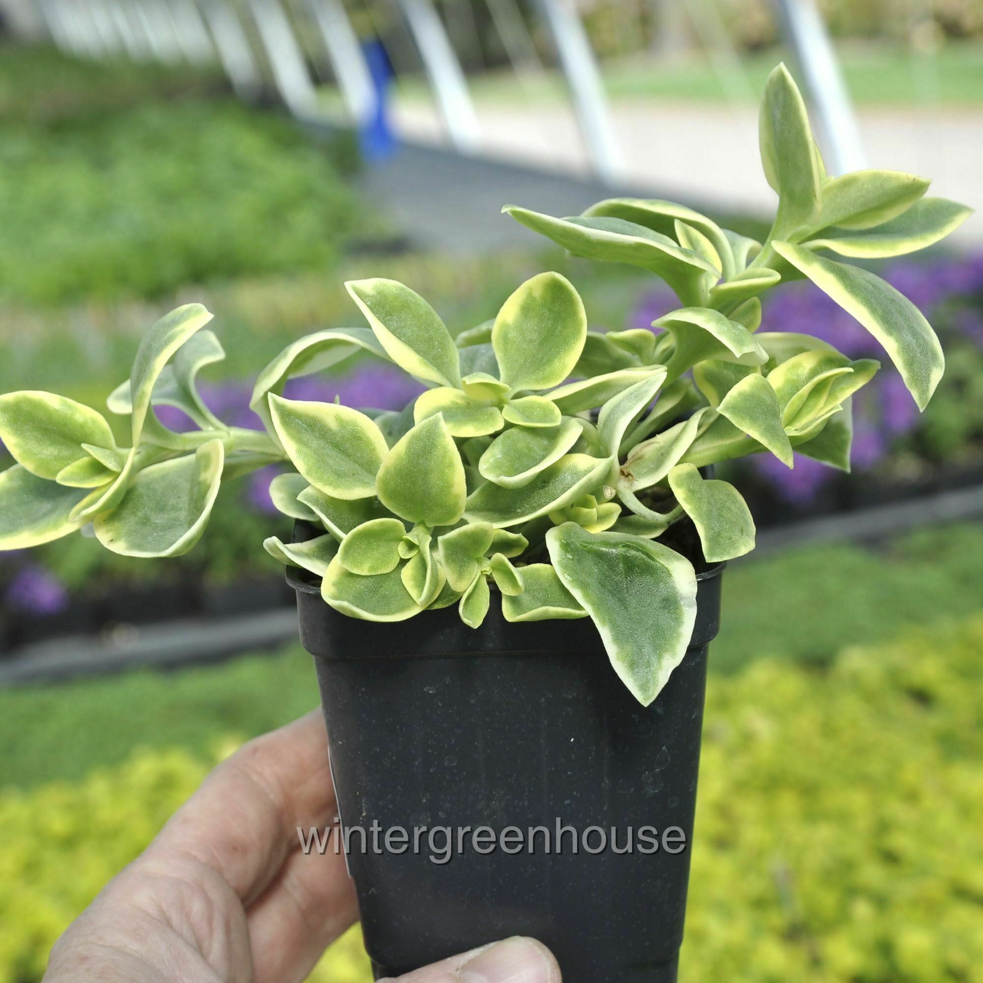 rowleyanus variegata Variegated String of Pearls, Senecio Rowleyanus Variegata main image 0