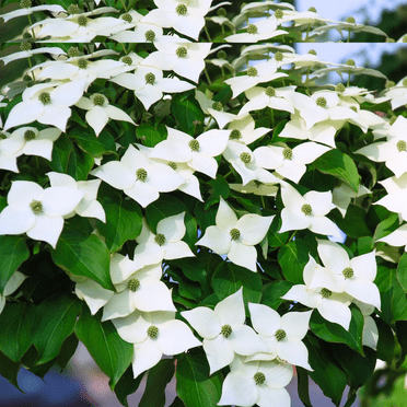 Kousa Japanese Dogwood Tree, Quart Pot, White Blooming Ornamental Tree, 8-14" Tall