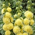 thumbnail image 2 of 300+ Double Yellow Hollyhock Seeds for MVR1&nbsp;Planting - Giant Hollyhock Flowers Seed Perennial Outdoor Home Garden Flower Attracts Pollinators, 2 of 3